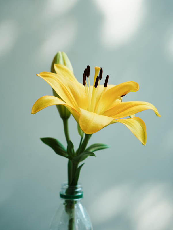 瓶中绽放的黄色百合花图片