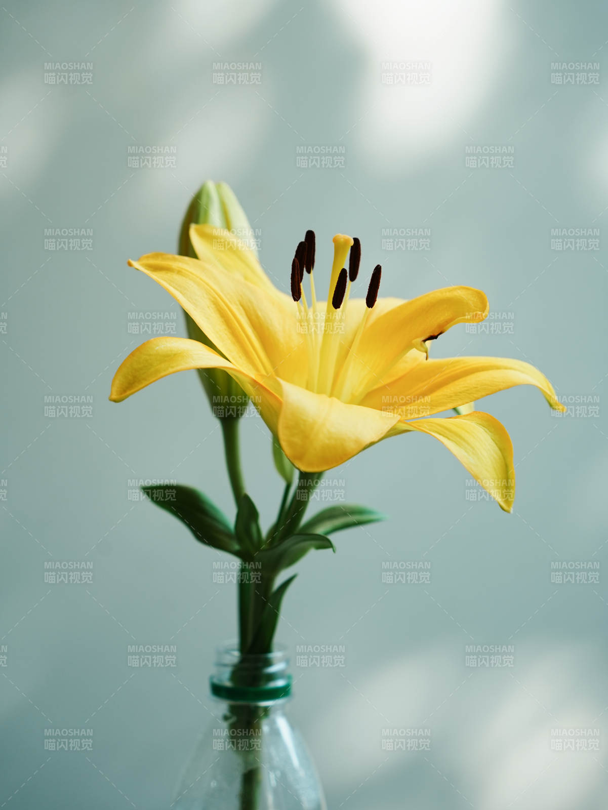 瓶中绽放的黄色百合花图片