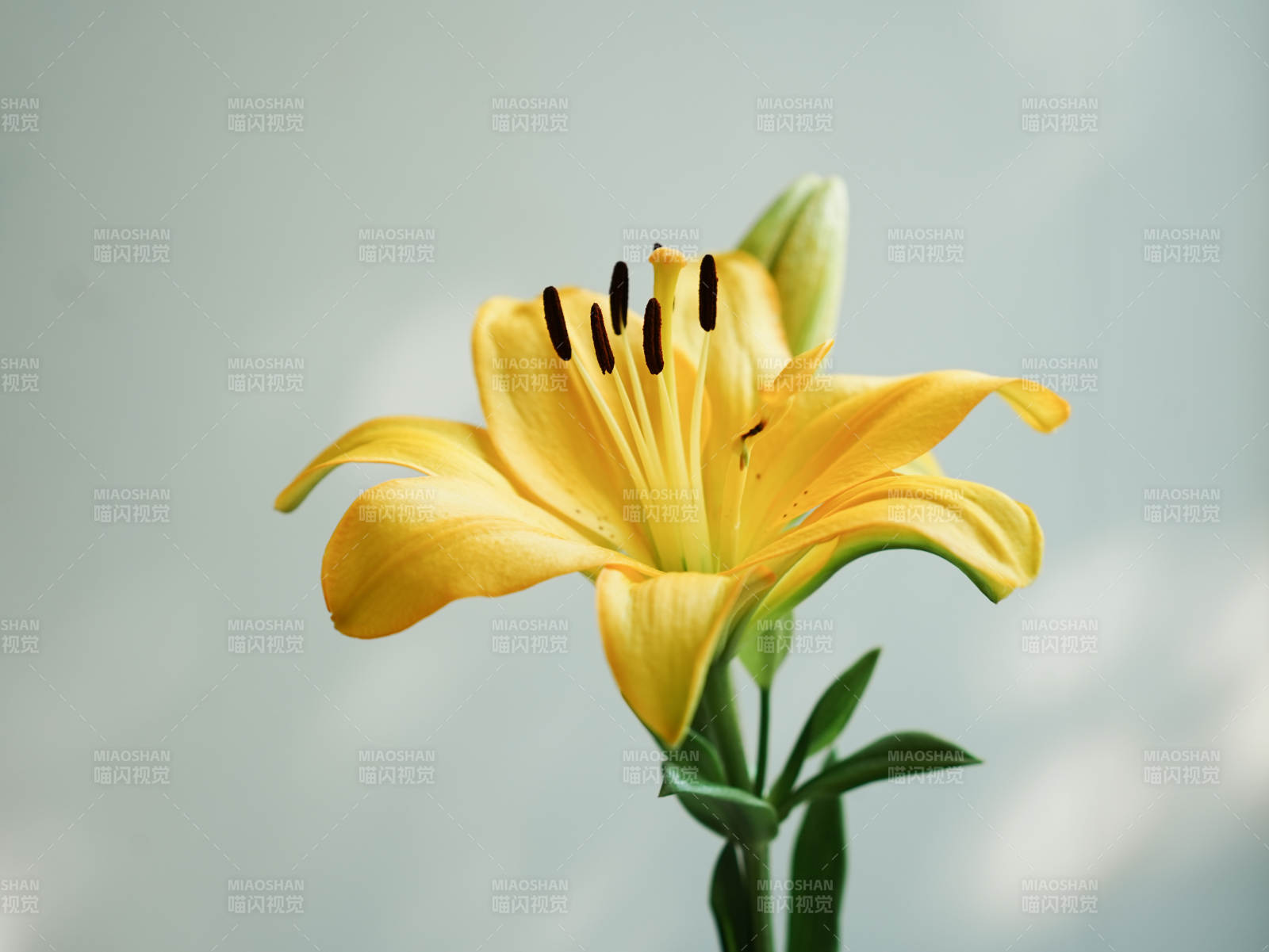 绽放的黄色百合花图片