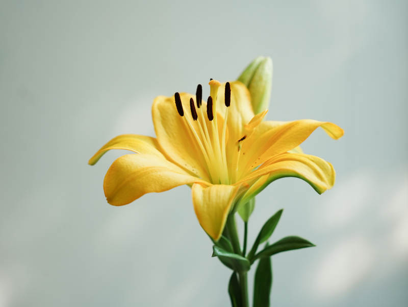 绽放的黄色百合花图片