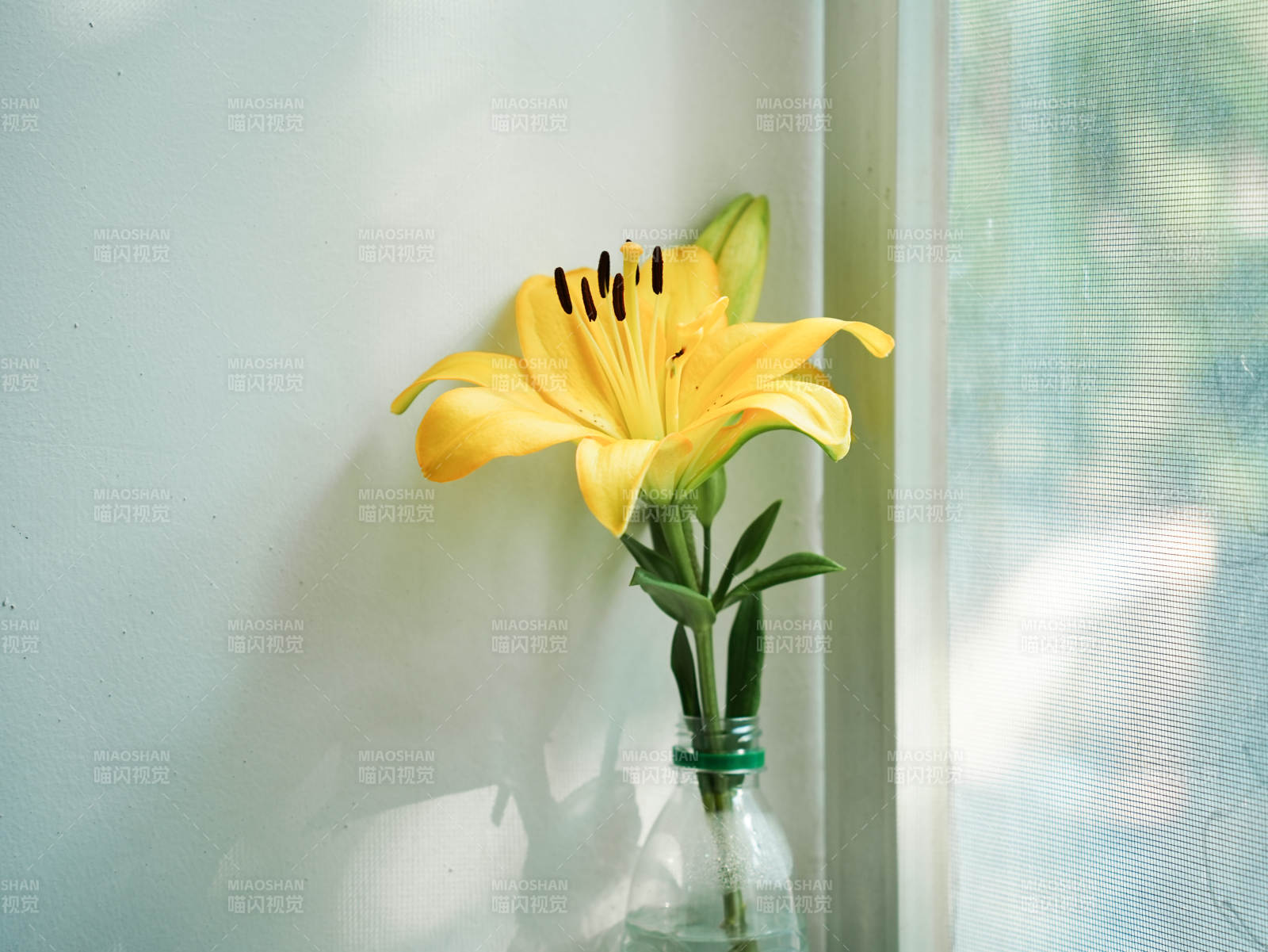 窗边的黄色百合花图片