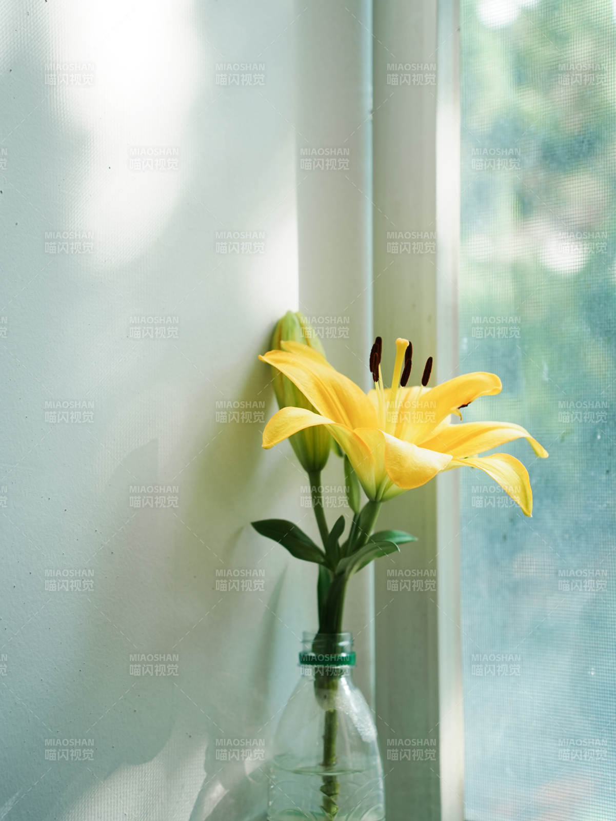 窗边的黄色百合花图片