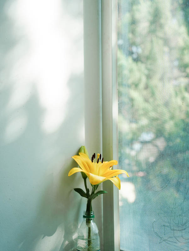 窗边的黄色百合花图片