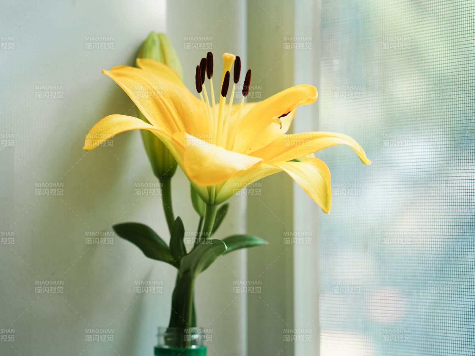 窗边的黄色百合花图片