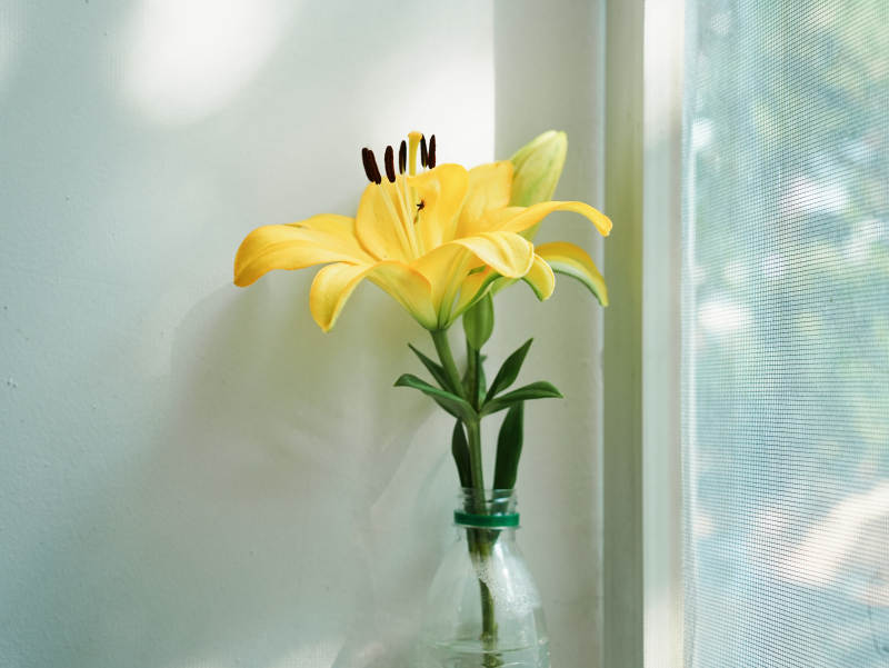 窗边的黄色百合花图片