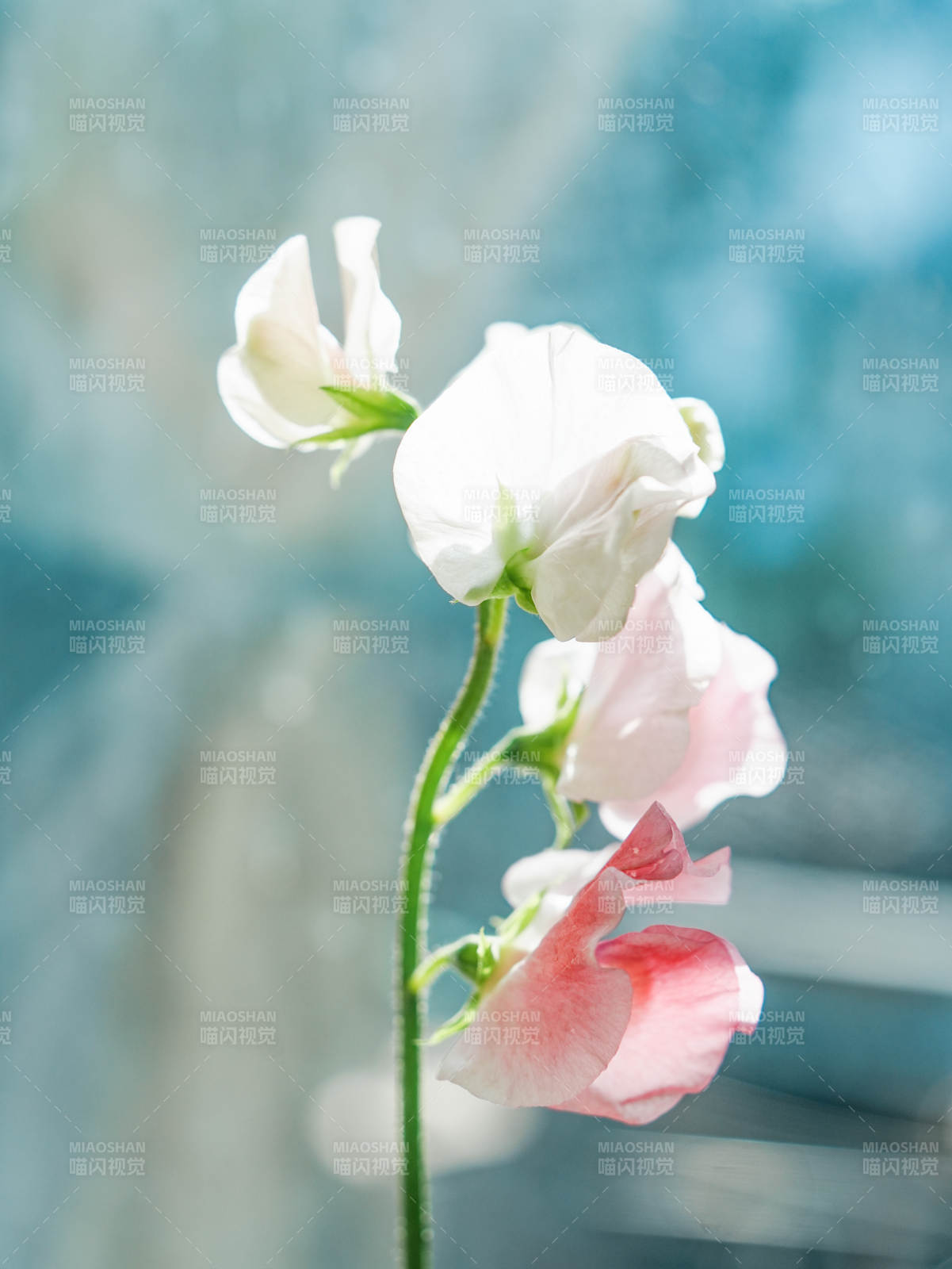 淡雅花影 静谧时光图片