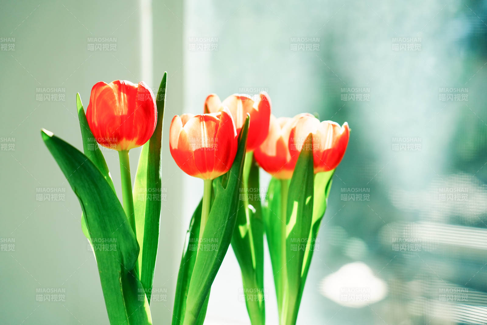 阳光下的红色郁金香图片