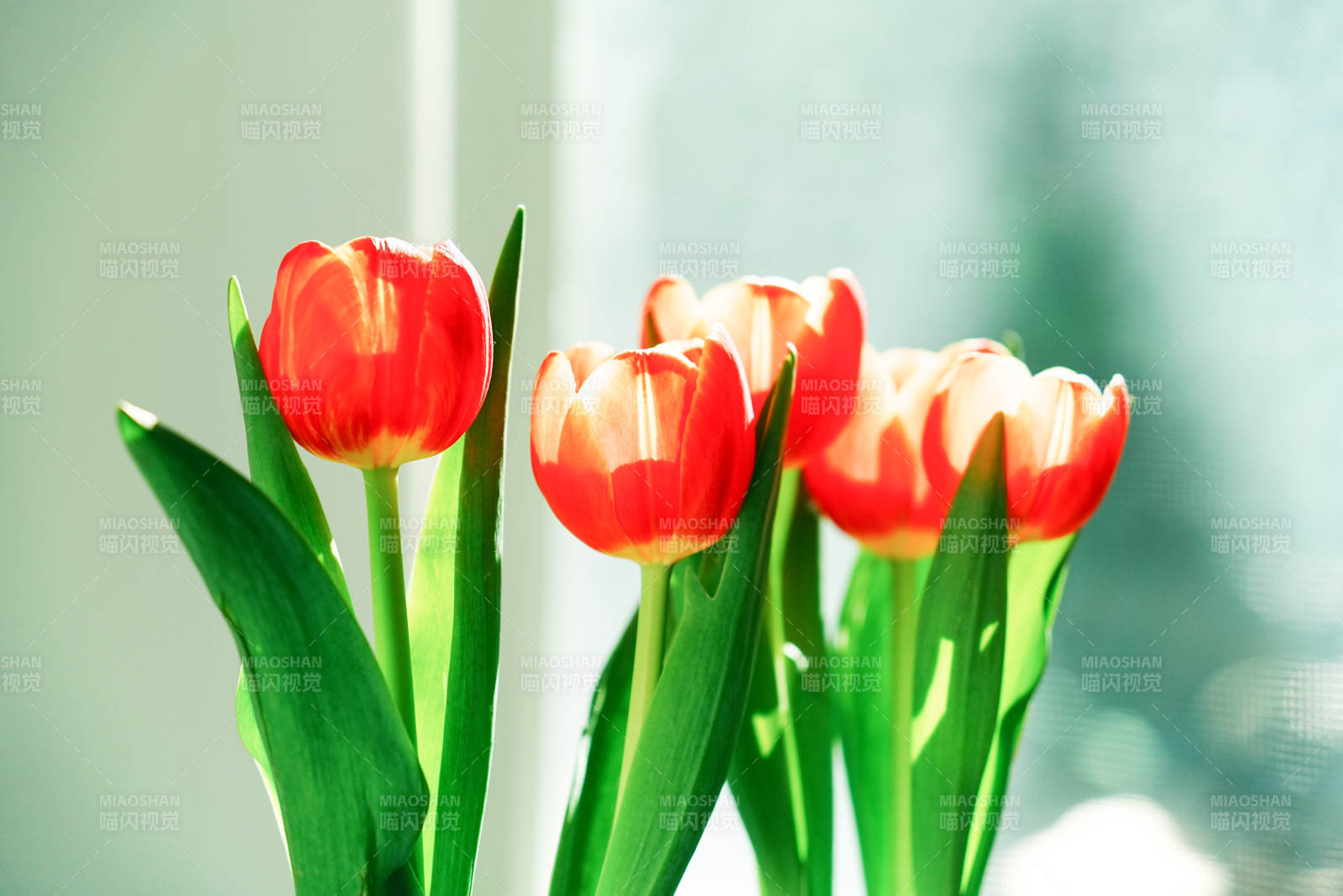 窗边的红色郁金香图片