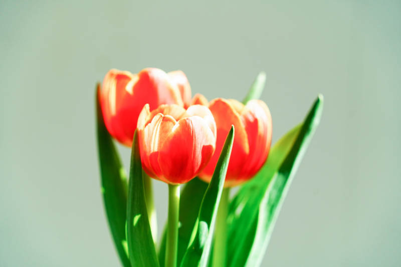 橙色郁金香的温暖时光图片