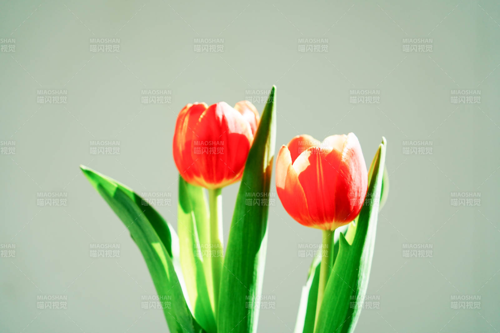 两朵红白相间的郁金香图片