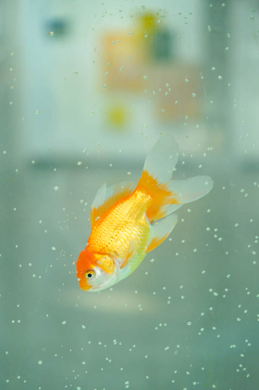 金鱼在水中游动图片