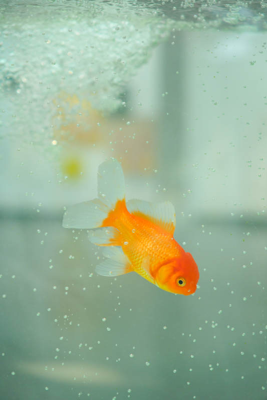 水中游动的金鱼图片