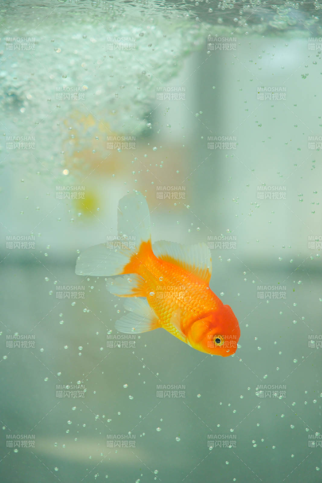 水中游动的金鱼图片