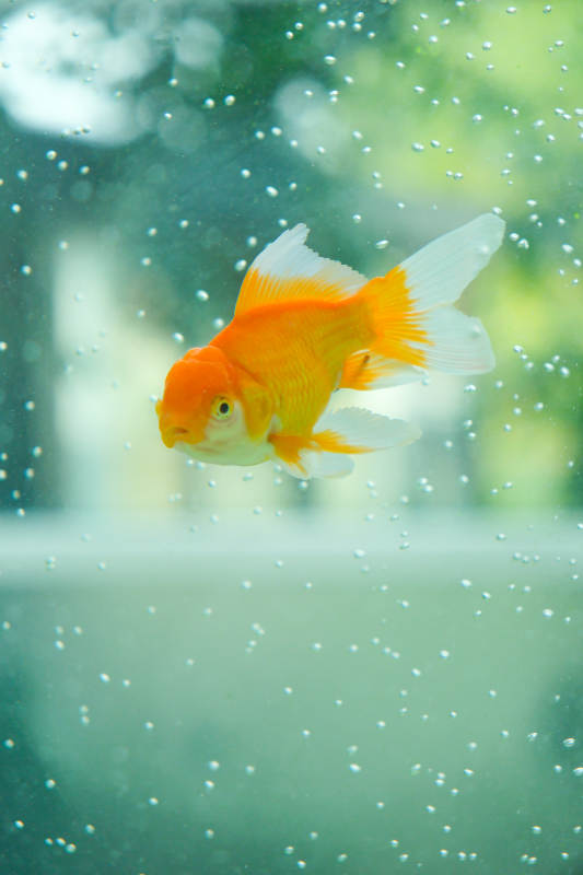 金鱼水中游 气泡环绕图片