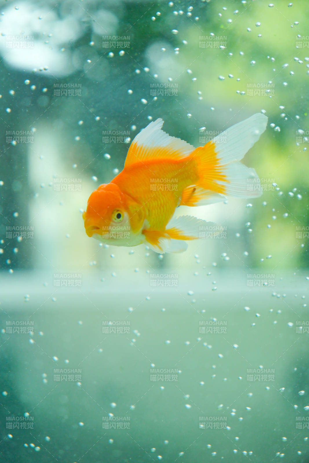 金鱼水中游 气泡环绕图片