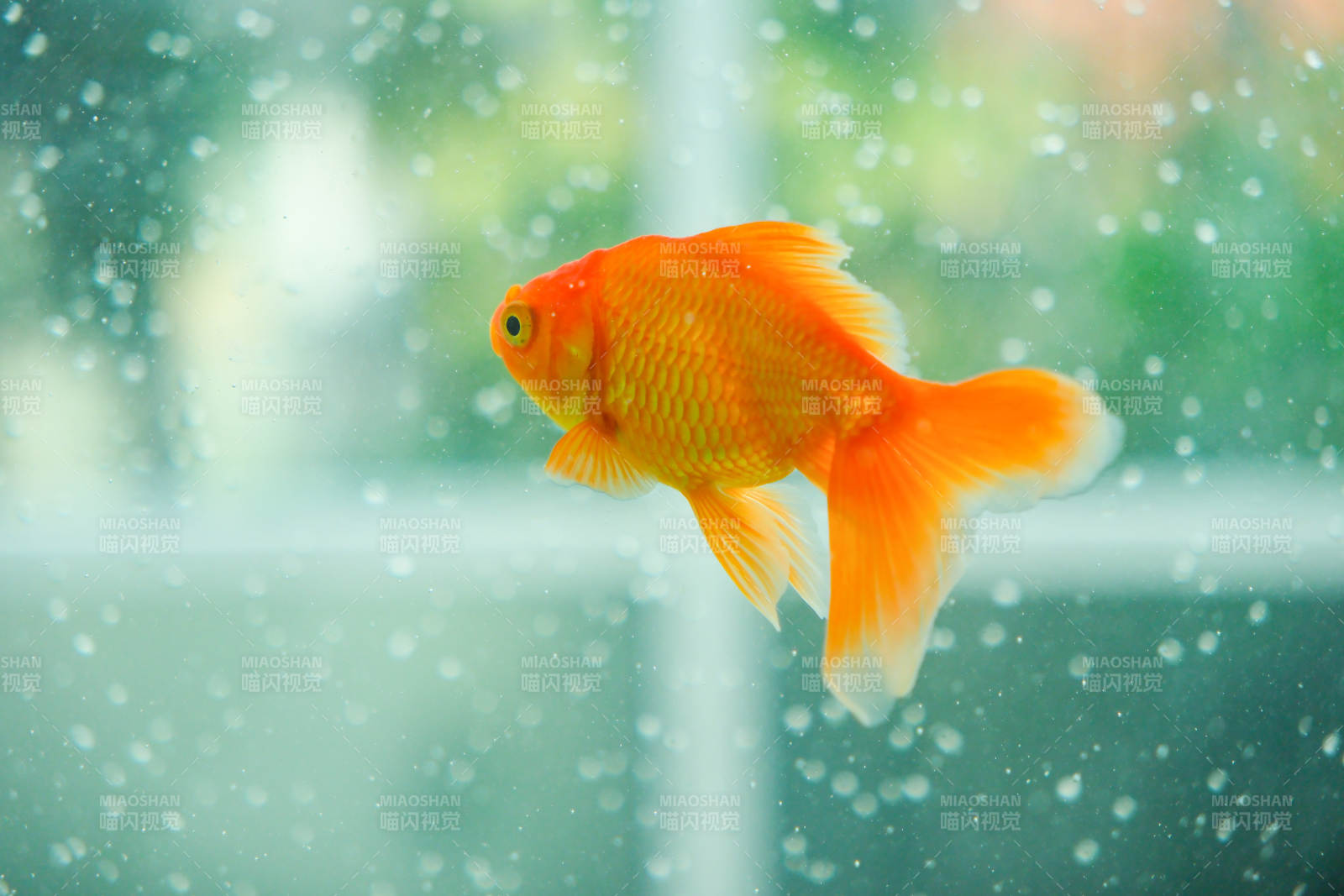 水中游动的金鱼图片