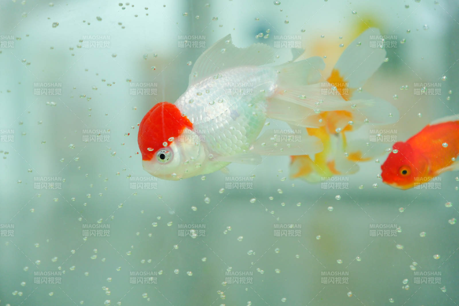 金鱼游动 水泡环绕图片