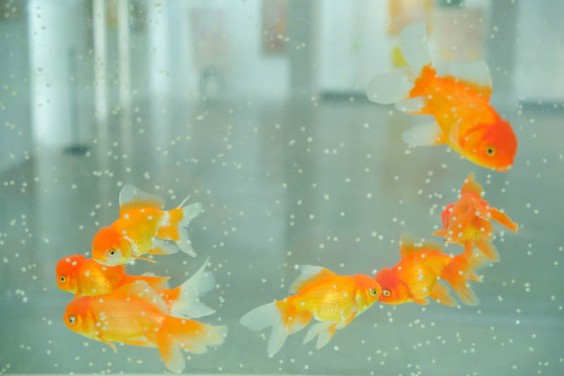 金鱼游动水中泡泡图片