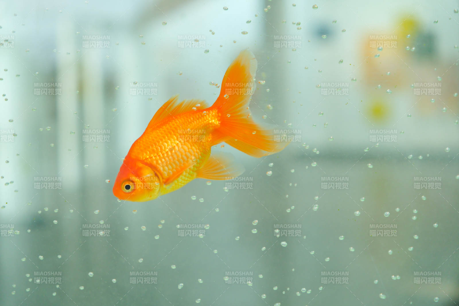 水中游动的金鱼图片