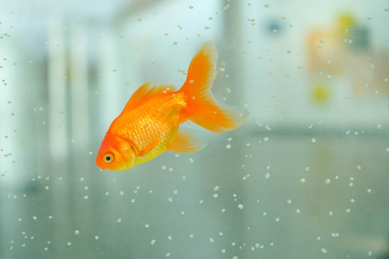 水中游动的金鱼图片