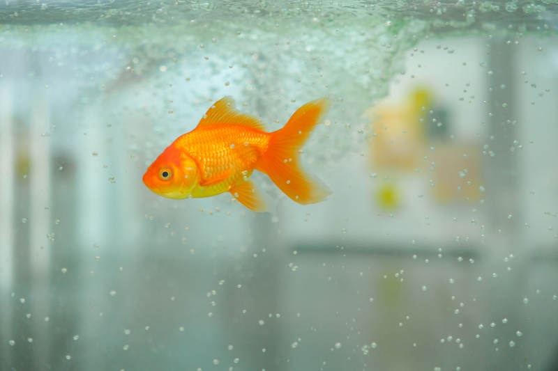 水中游动的金鱼图片
