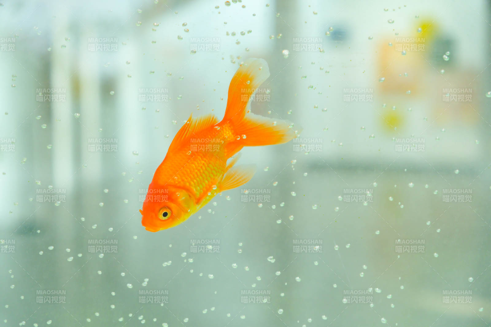 水中游动的金鱼图片