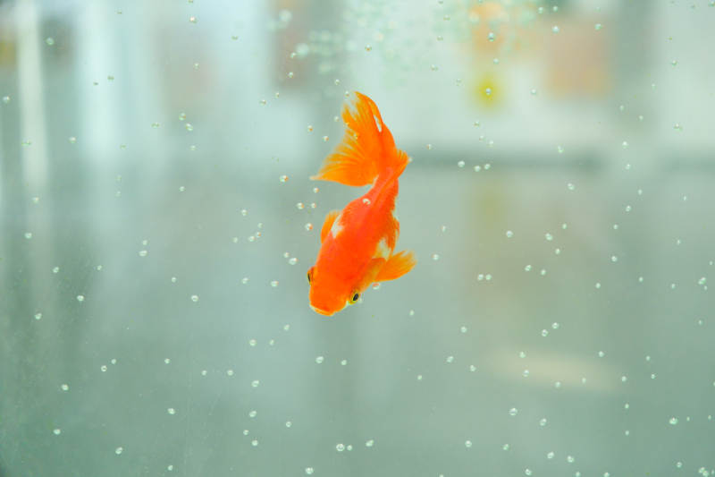 水中游动的金鱼图片