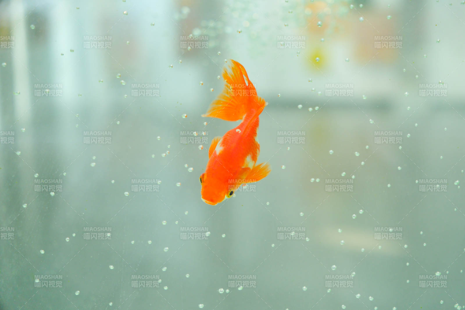 水中游动的金鱼图片