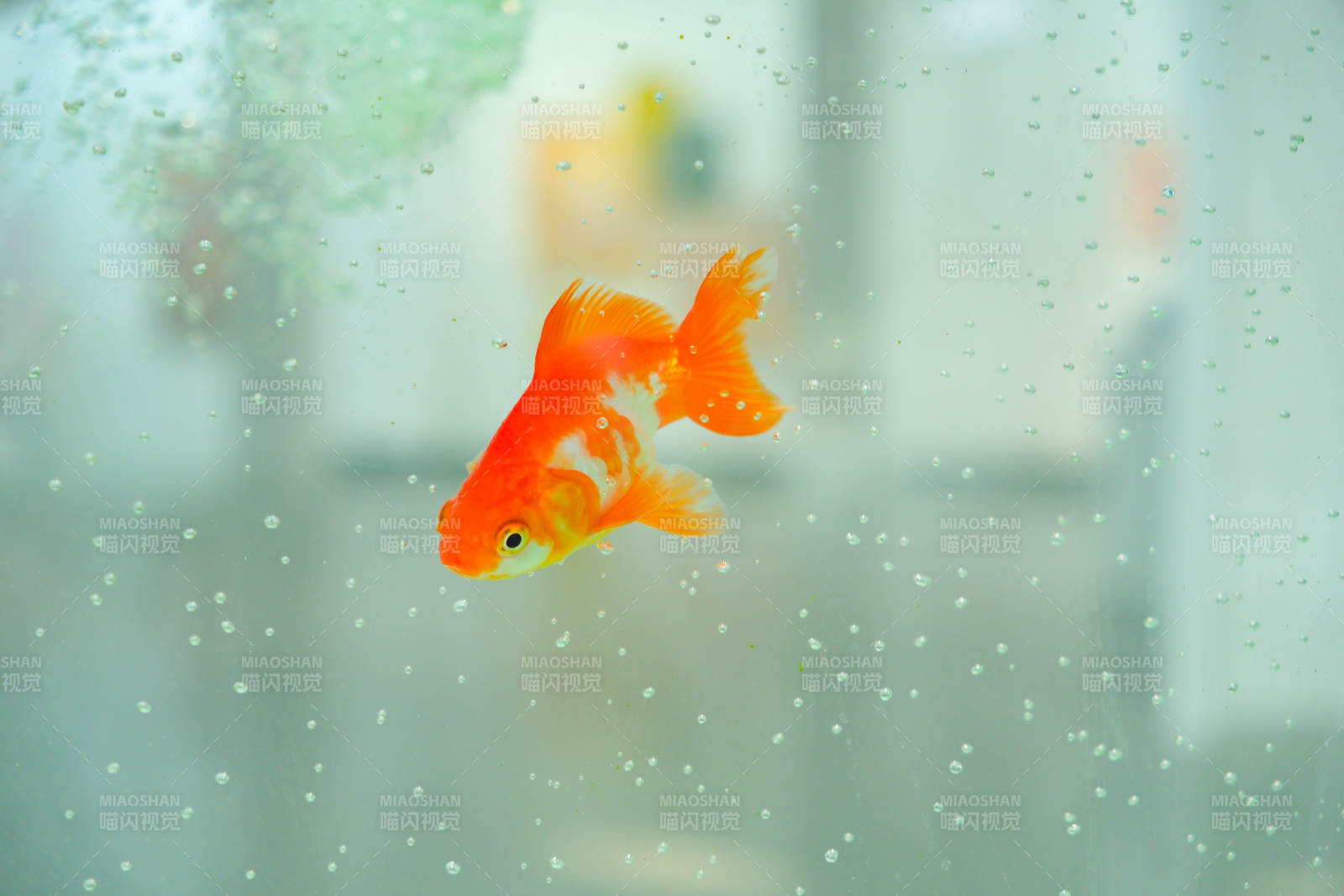 水中游动的金鱼图片