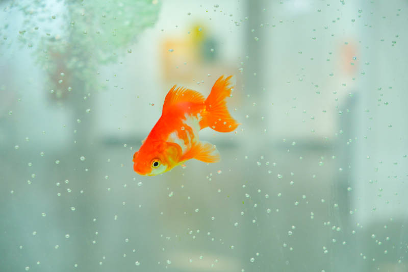 水中游动的金鱼图片