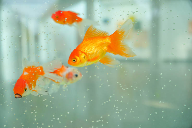 金鱼游动水中泡泡图片