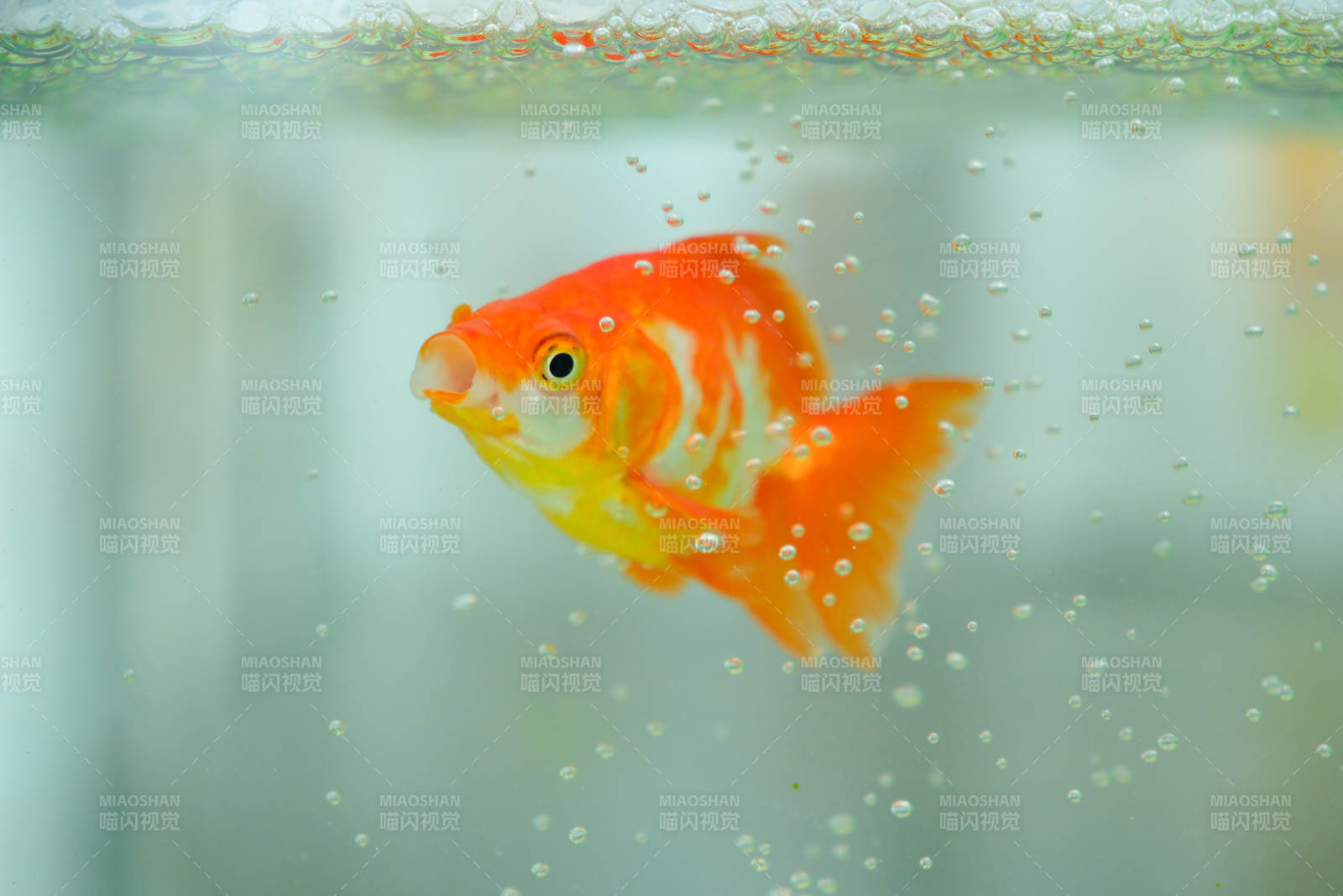 水中游动的金鱼图片