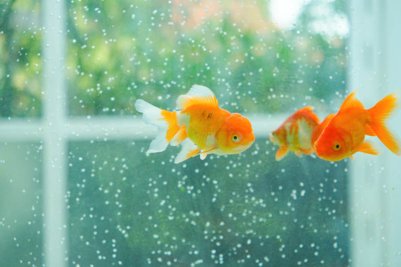 金鱼游动在透明水缸中图片