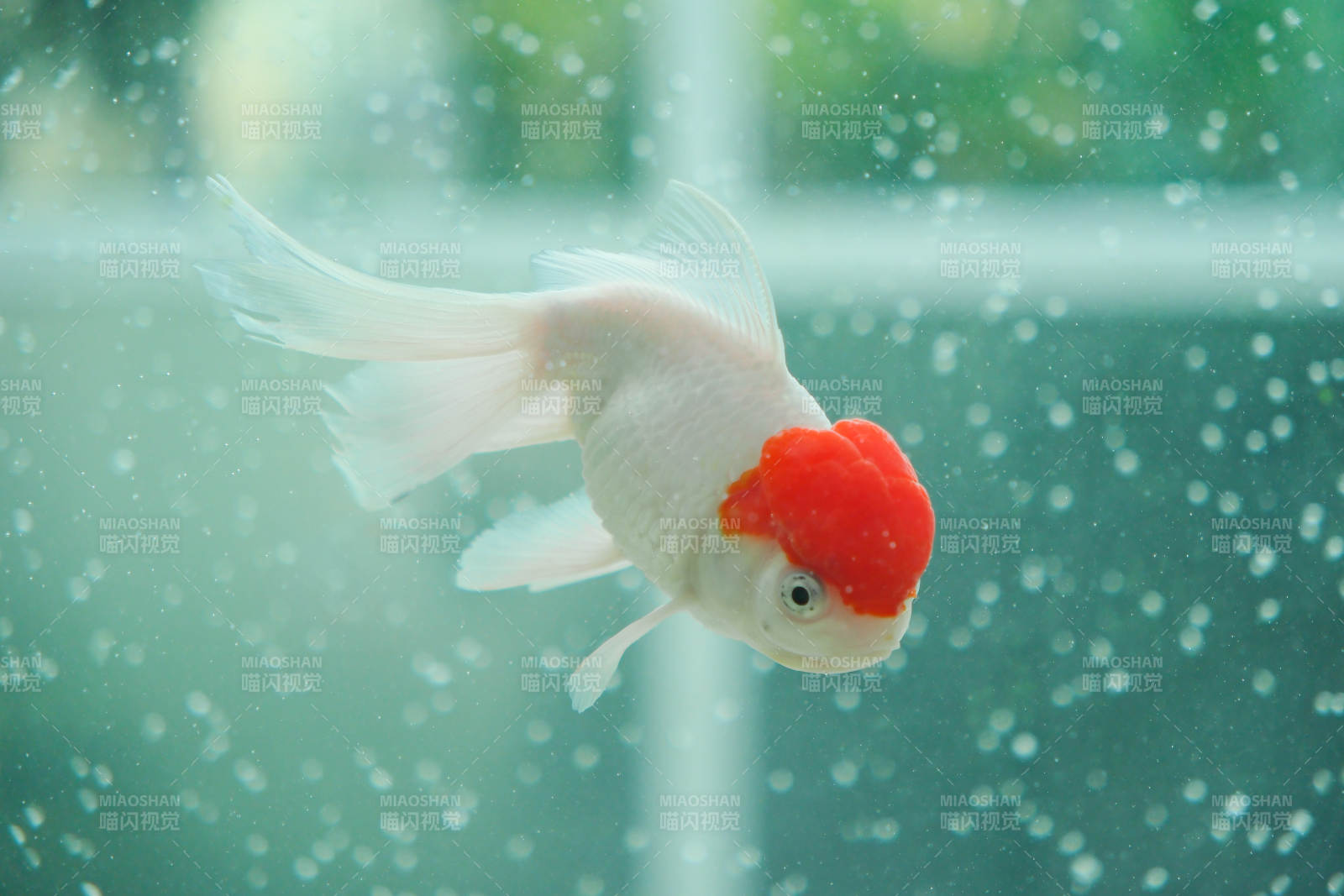 红白锦鲤水中游图片