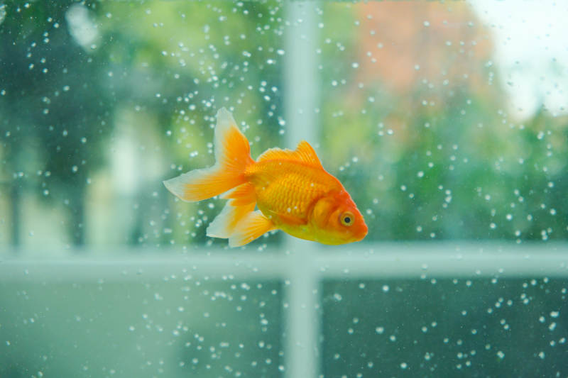 金鱼游动在水中的瞬间图片