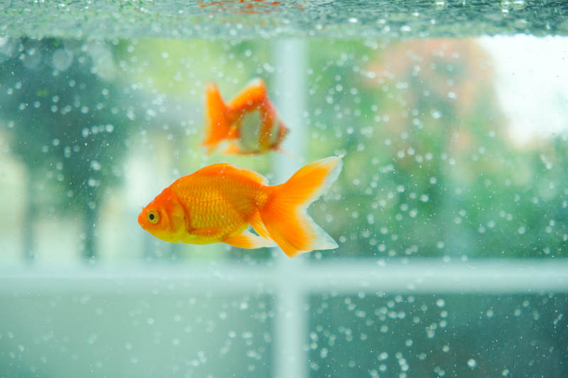 水中游动的金鱼图片