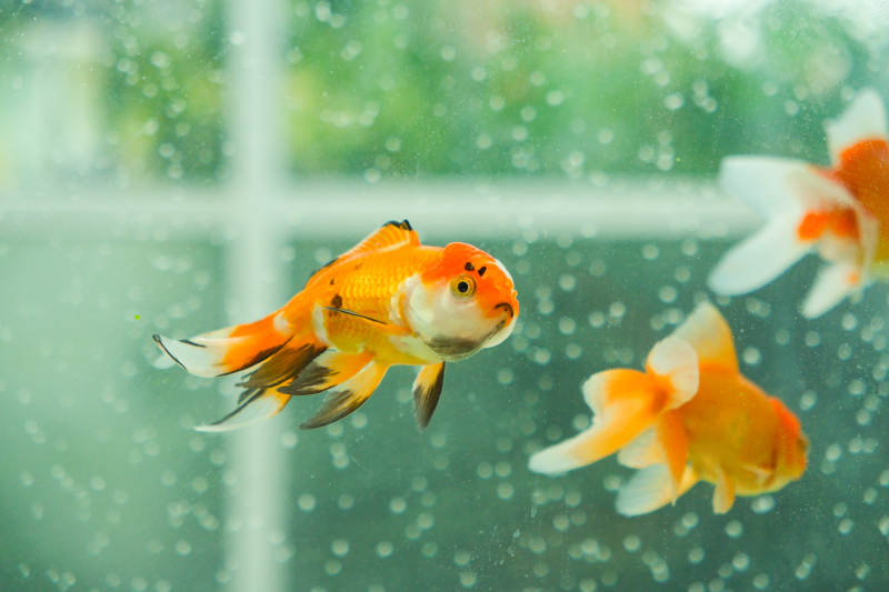 金鱼在水中游动图片