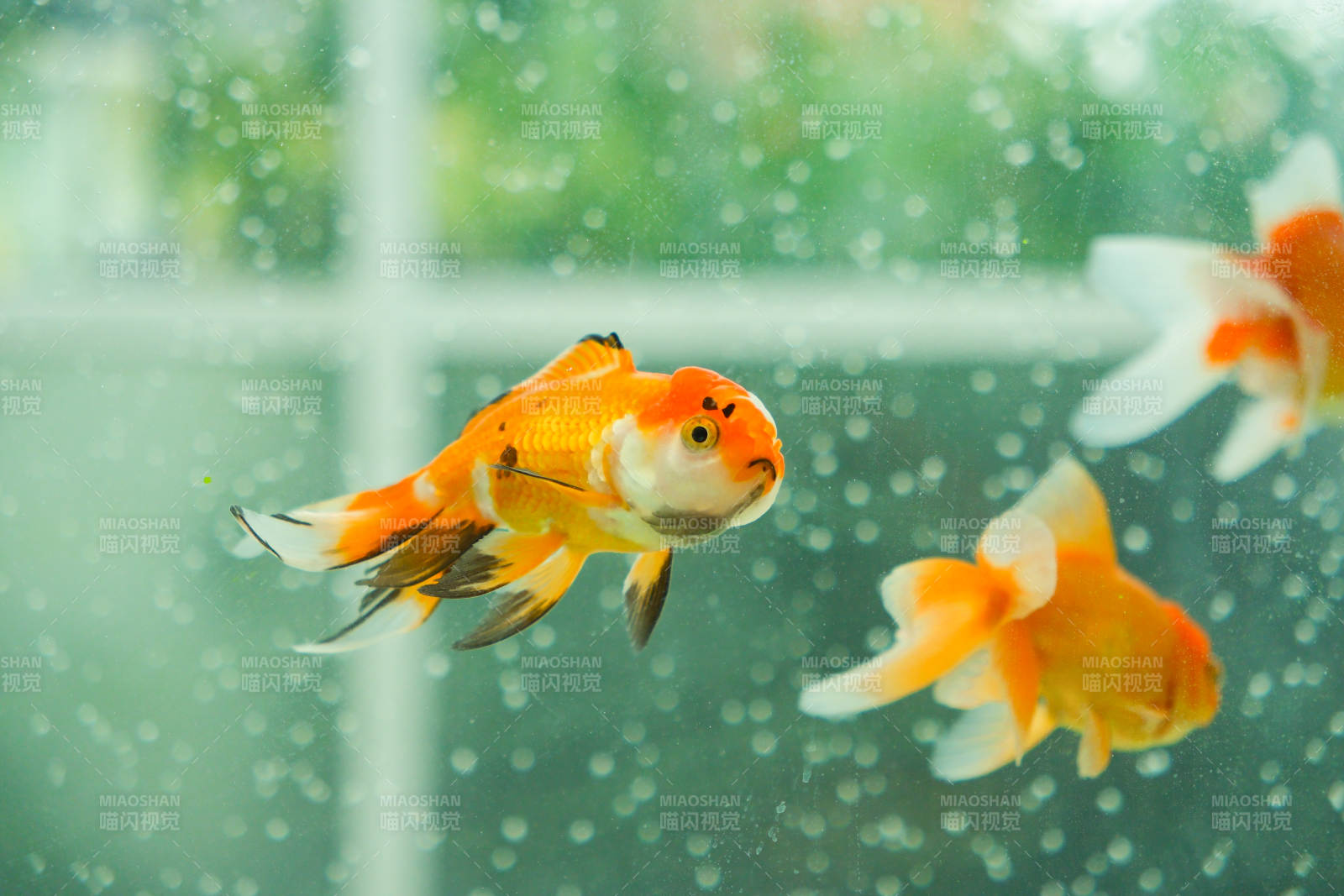 金鱼在水中游动图片