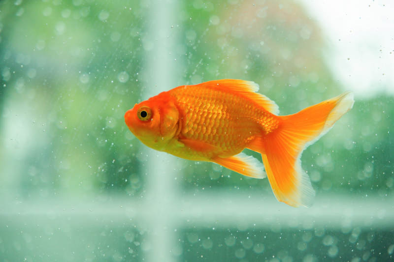 水中游动的金鱼图片