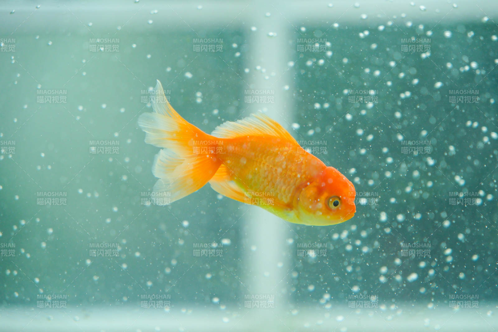 水中游动的金鱼图片