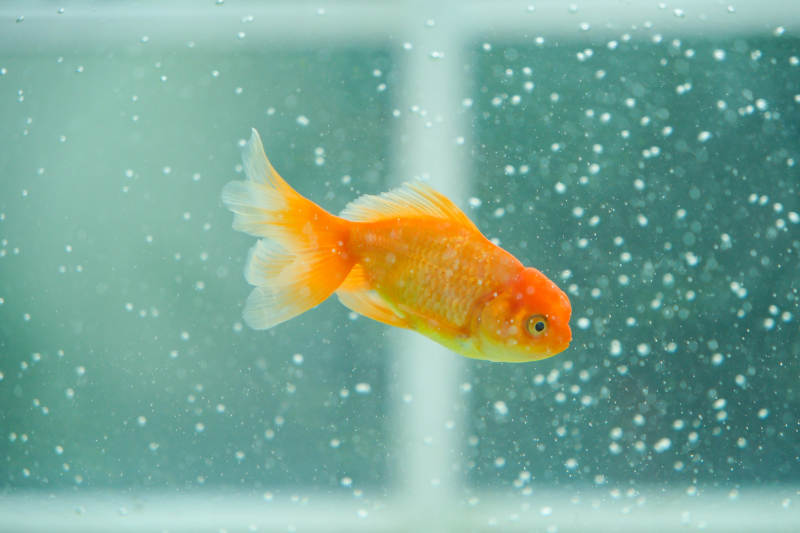 水中游动的金鱼图片
