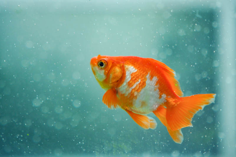 金鱼在水中游动图片