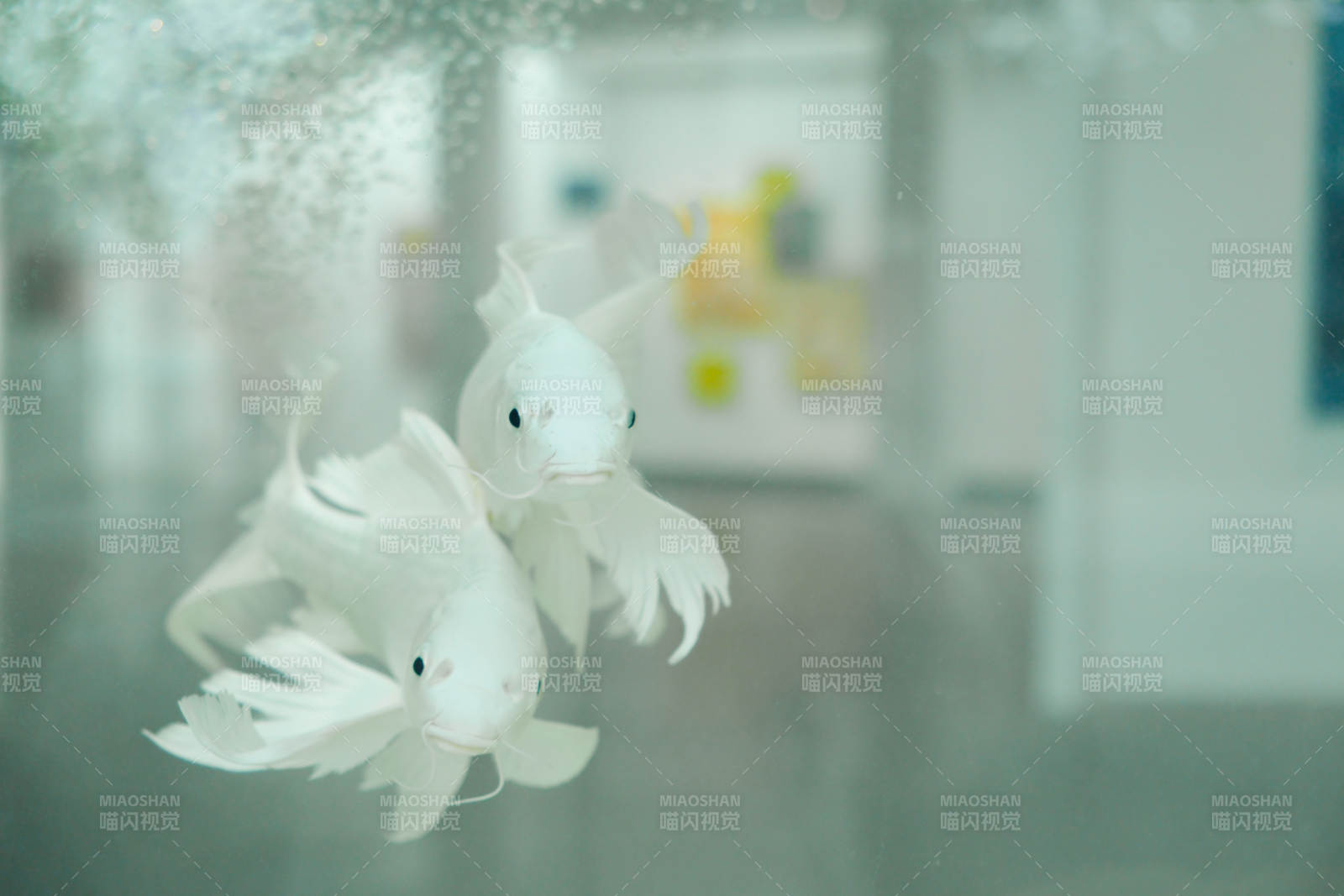 水中双鱼 悠然自得图片