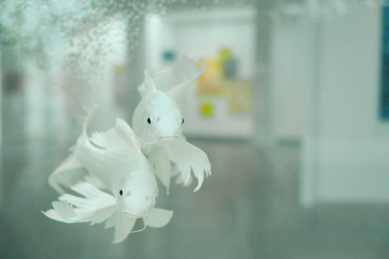 水中双鱼 悠然自得图片