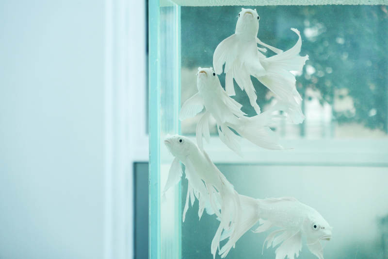 白色锦鲤游动于水族箱中图片