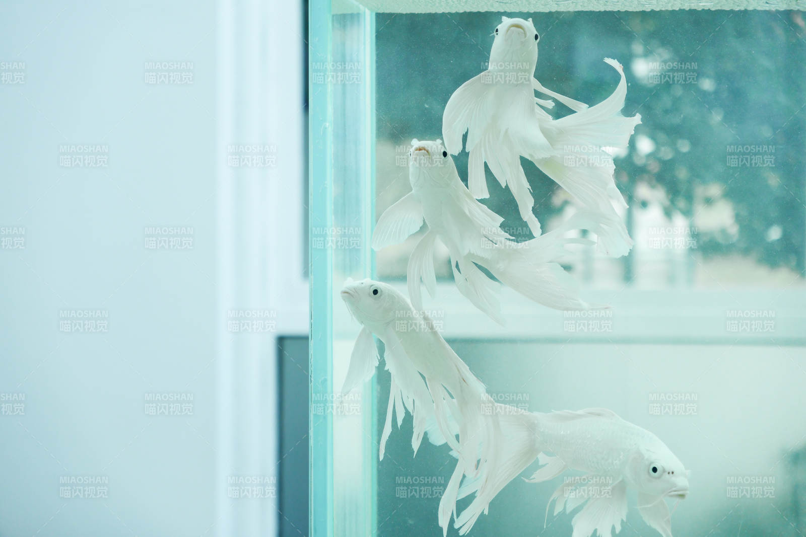 白色锦鲤游动于水族箱中图片