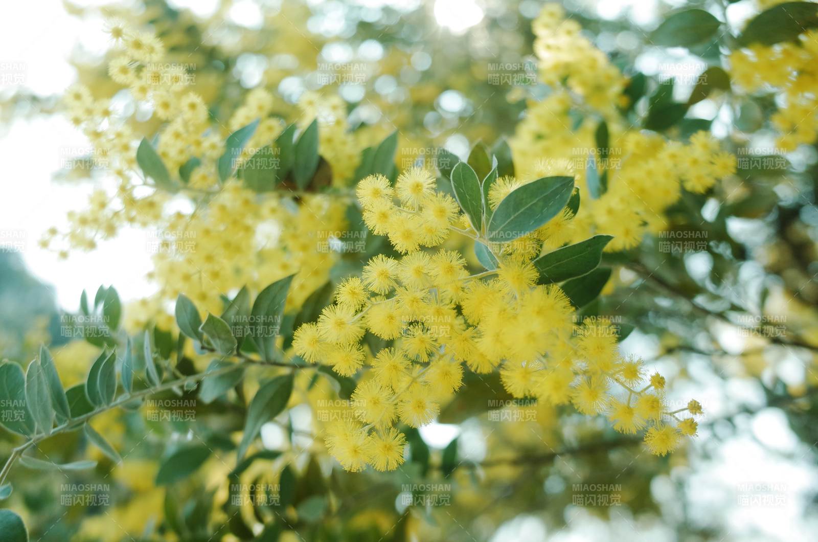 金黄花簇 春日明媚图片