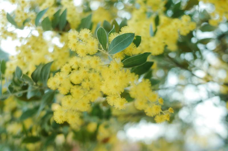 金合欢花绽放春天美景图片