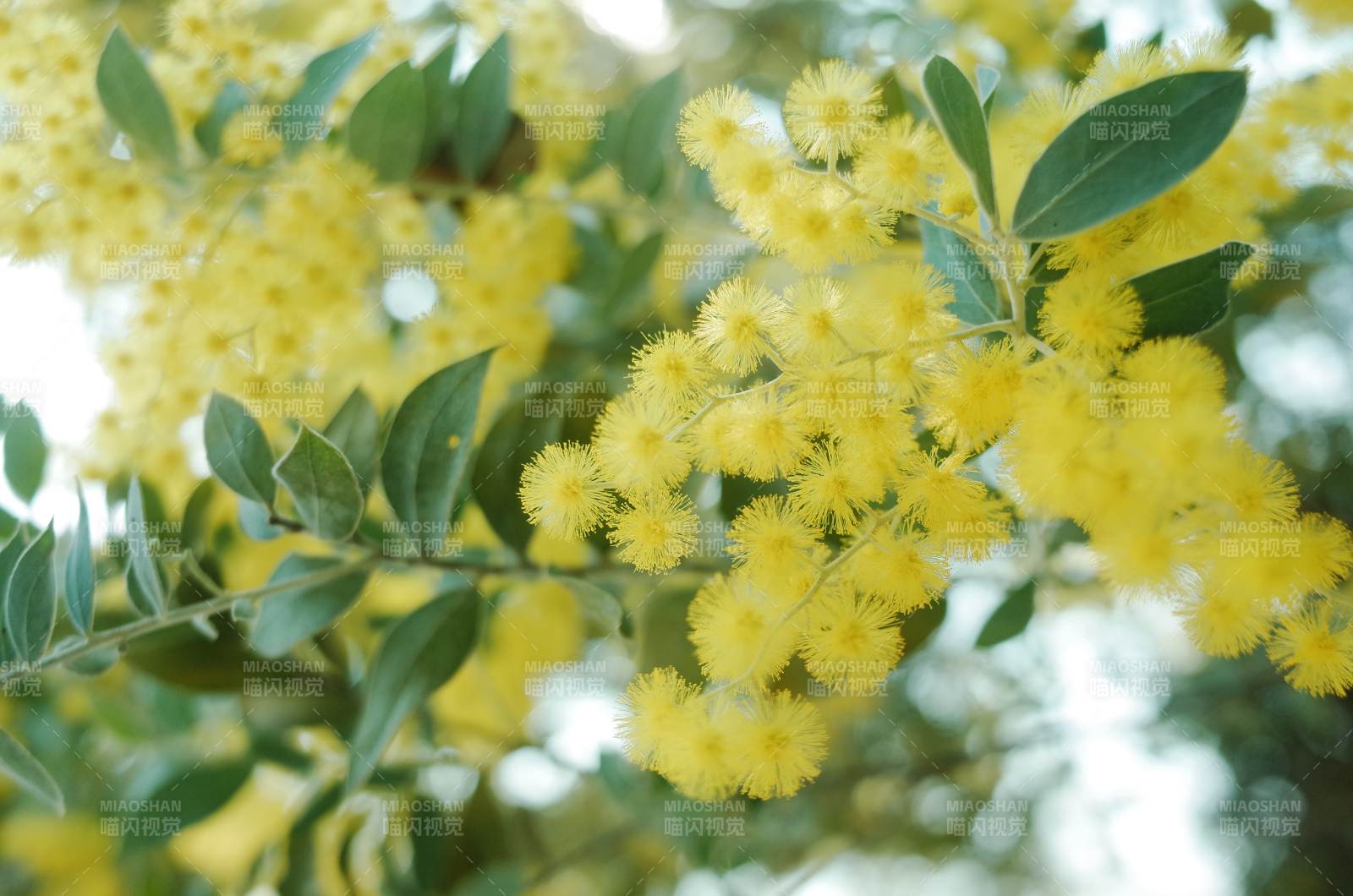 金黄花簇 绿叶相伴图片