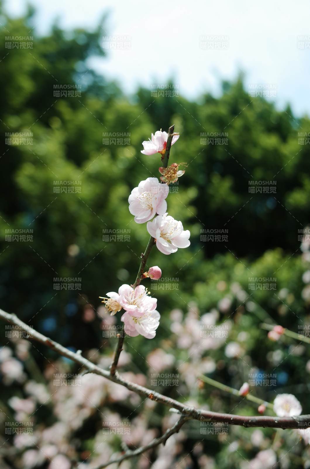 梅花绽放 春意盎然图片